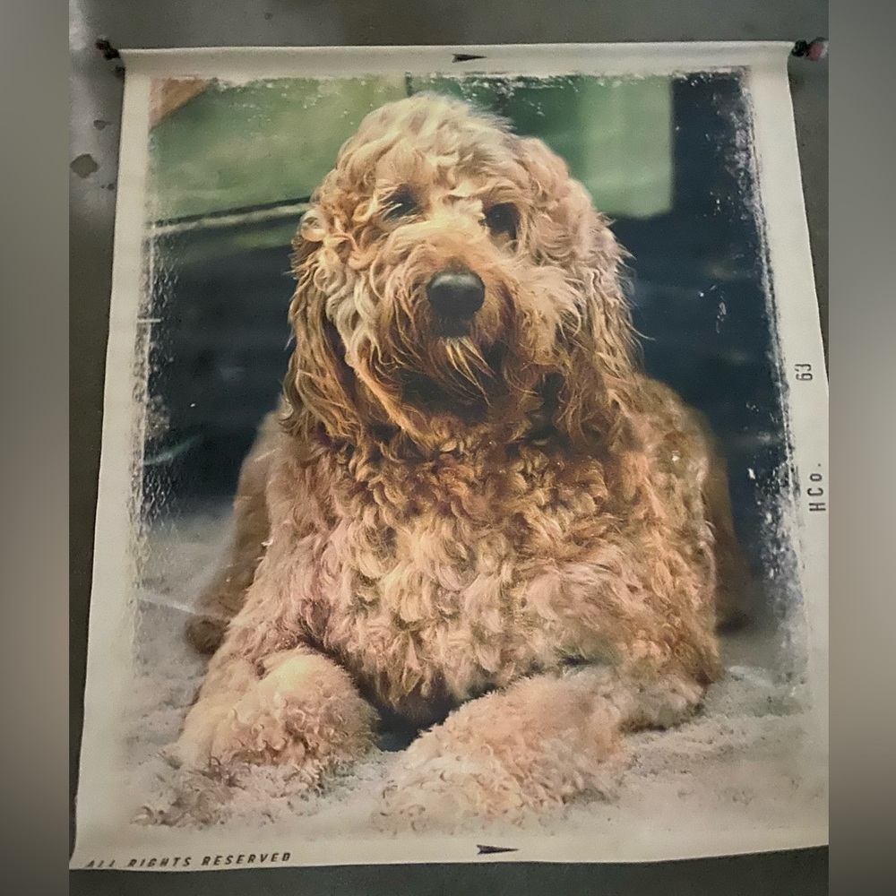 Vintage Hollister Co. Store Colored Canvas Marketing